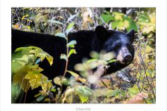 Schwarzbär