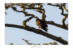 Weißkopfseeadler