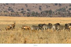 Safari