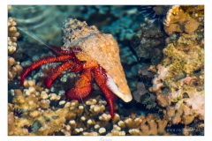 Raiatea