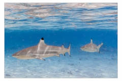 Unter-Wasser-IMG_3294